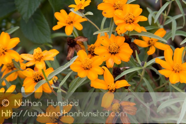 Flower_2008-10-05_IMG_2213